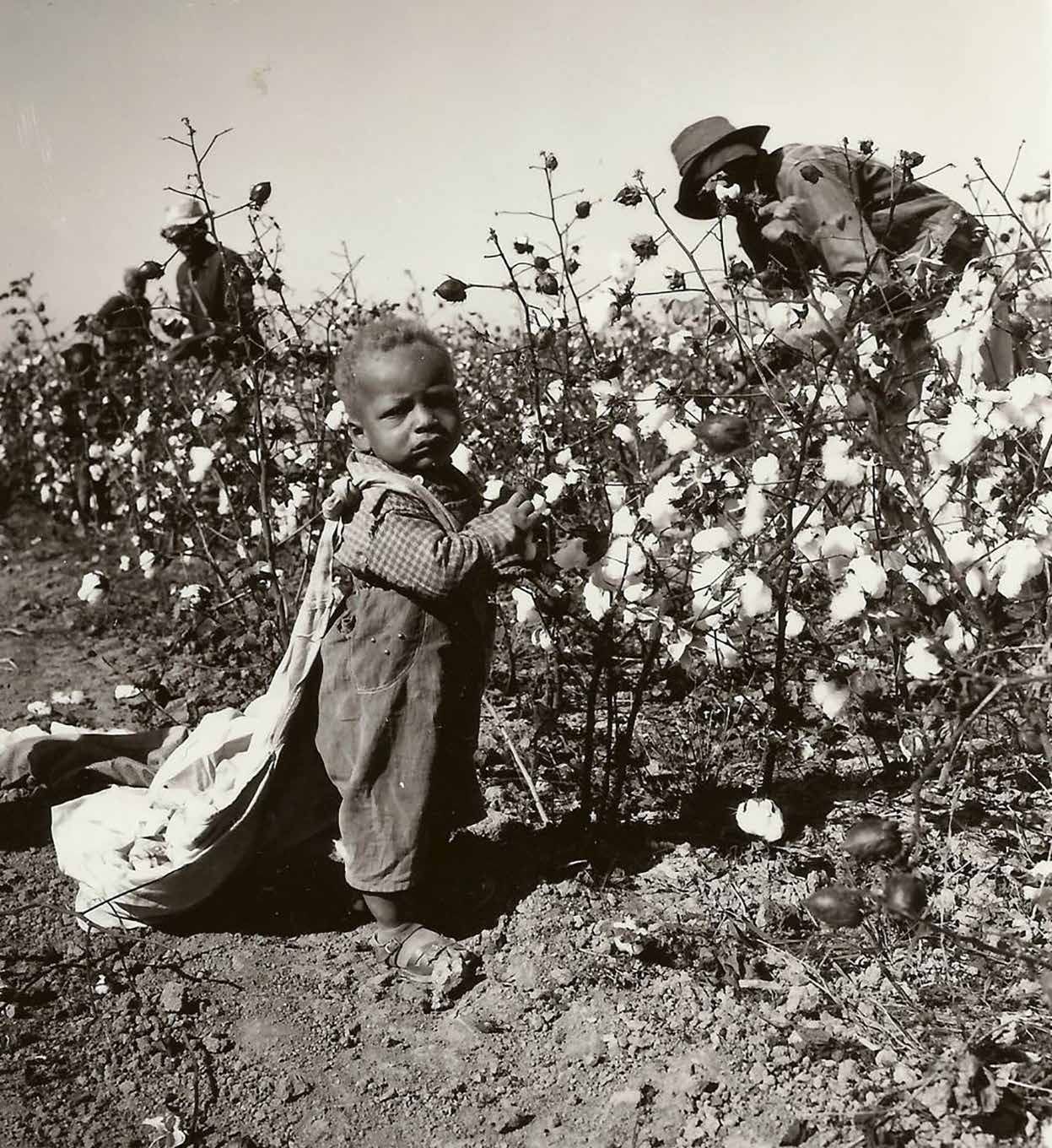 صورة لطفل أفريقي بمزارع القطن