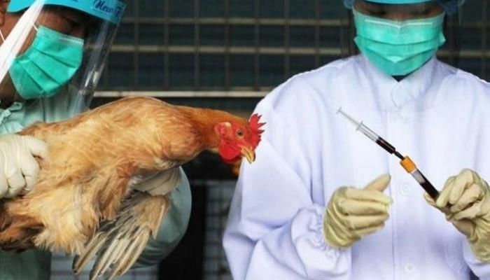 162-092220-china-epidemics-hit-bird-flu-outbreaks-corona_700x400