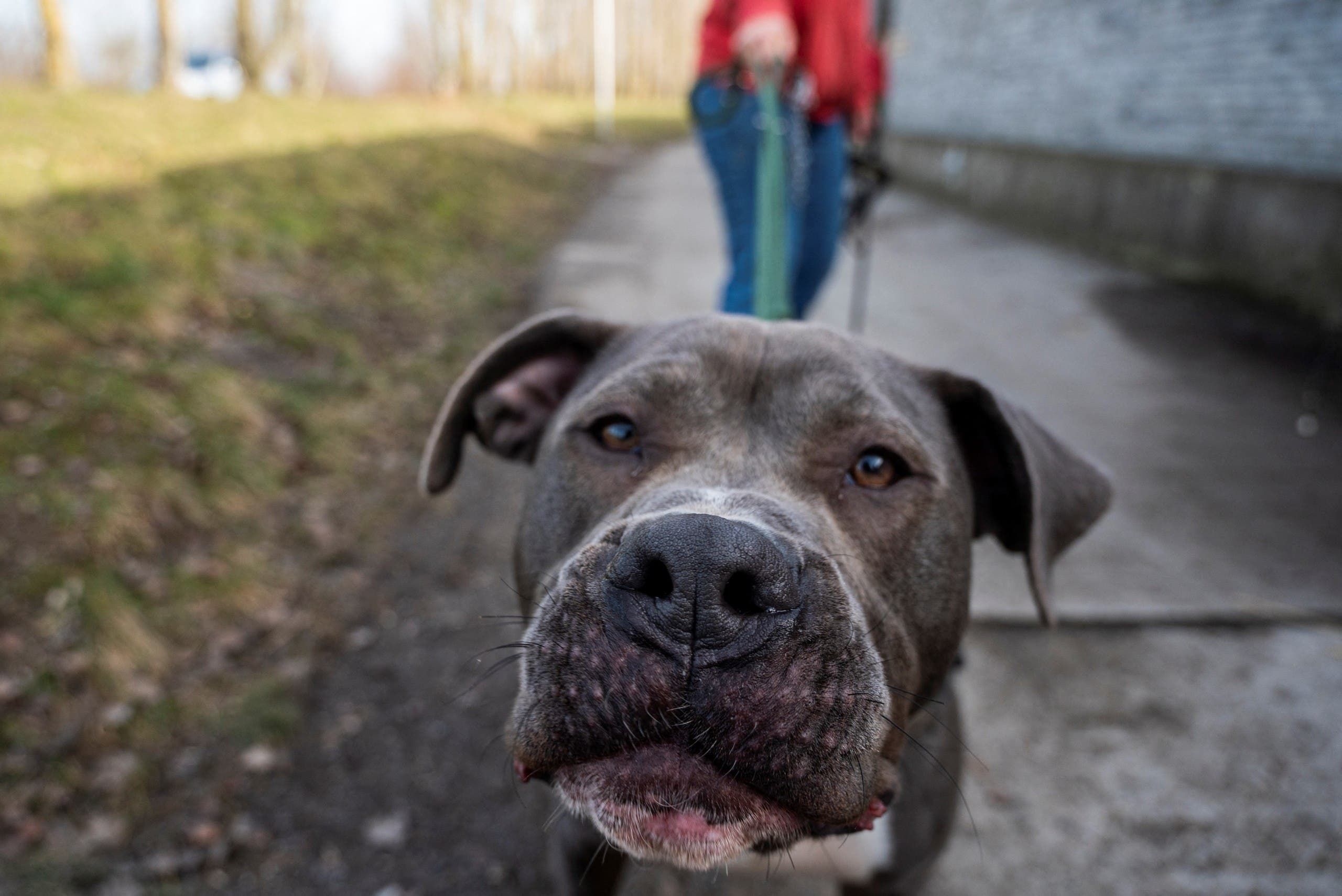 مارتي كلب يعيش الآن في مأوى للحيوانات في ألمانيا