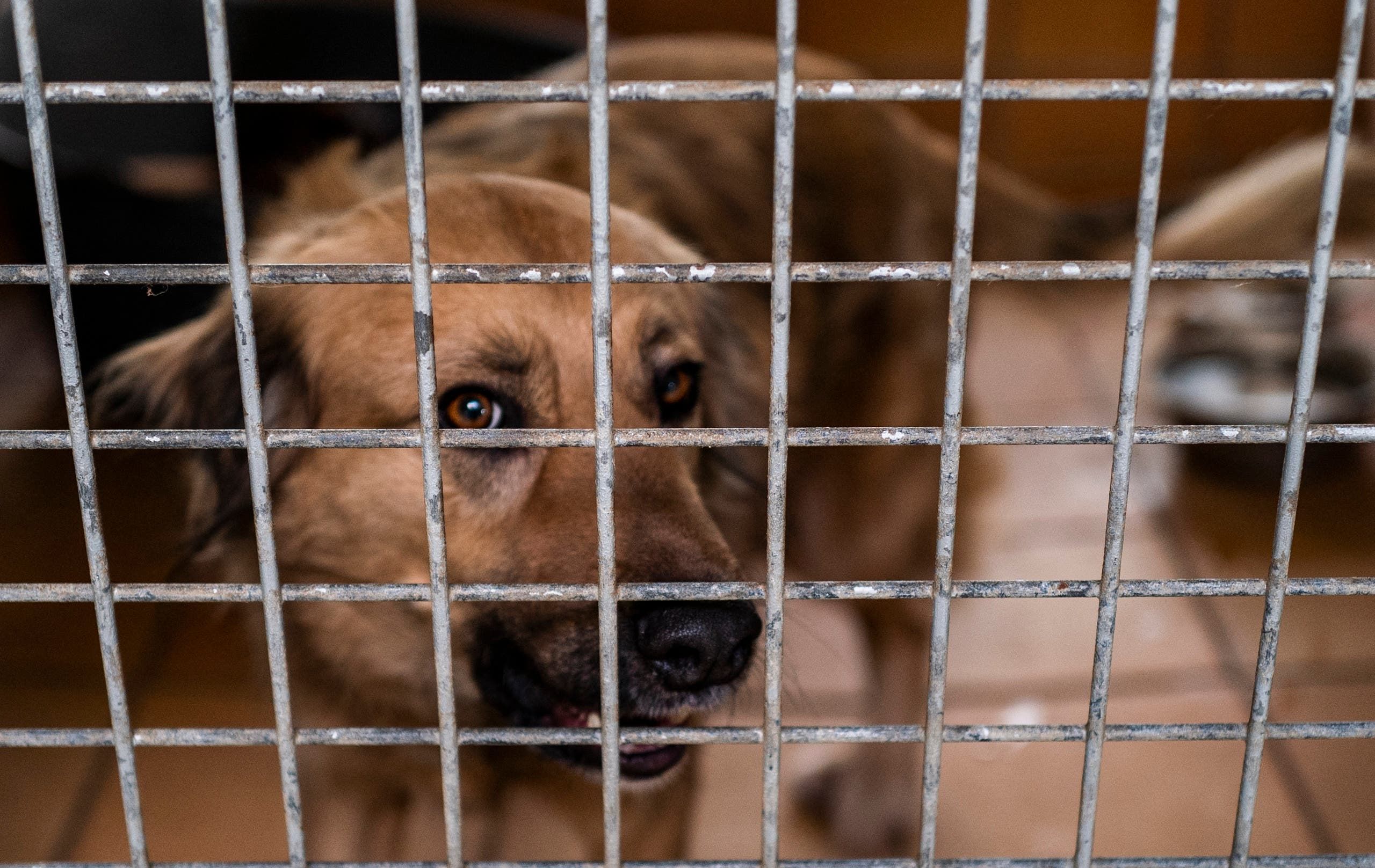 كلب في مأوى للحيوانات في ألمانيا