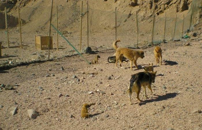غموض يلف مقتل بريطانية شُوه وجهها وسط كلابها في سيناء
