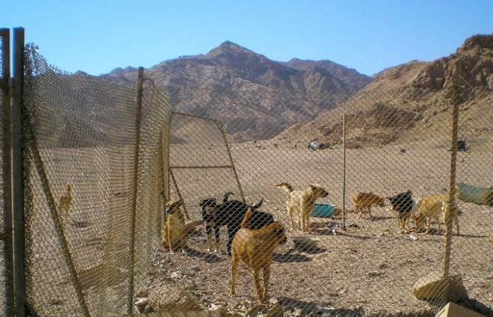 غموض يلف مقتل بريطانية شُوه وجهها وسط كلابها في سيناء