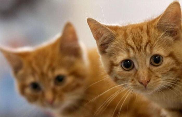 خبر سار.. دواء لعلاج مرض يصيب القطط 'قد ينفع' بعلاج كورونا!