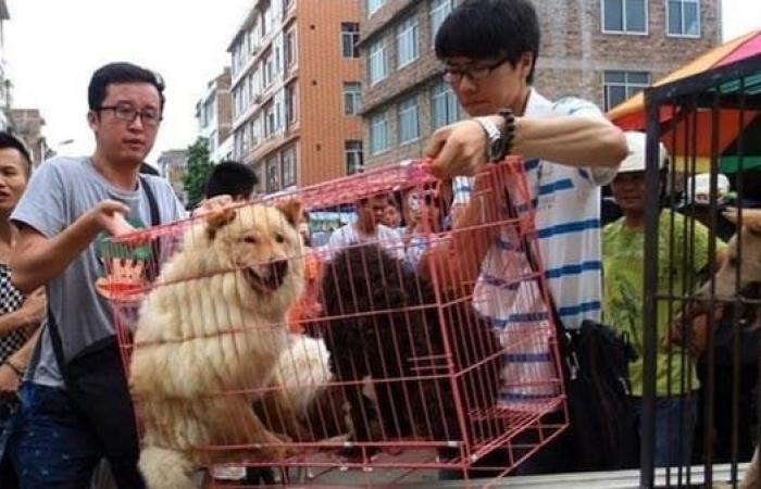 رويترز: أول مدينة صينية تحظر تناول لحوم القطط والكلاب