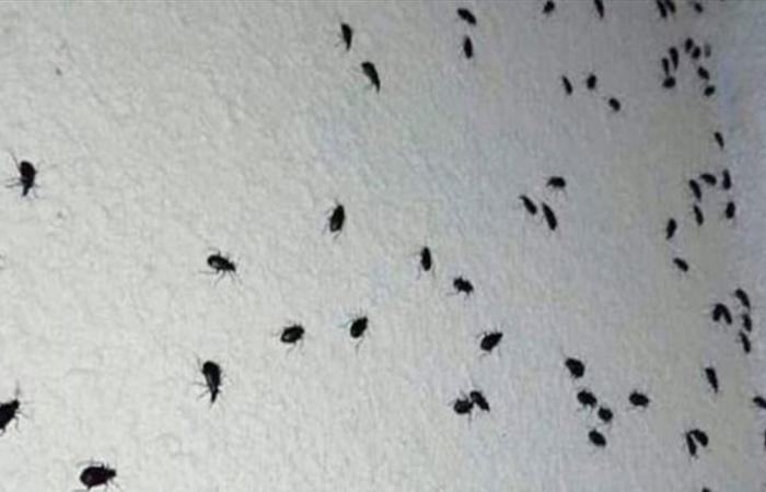 أسراب من الحشرات اجتاحت المناطق جراء الحر.. ماذا يقول الخبراء عنها؟