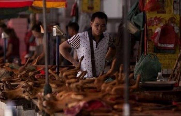 بالتزامن مع أزمة كورونا.. مهرجان للحوم الكلاب في الصين
