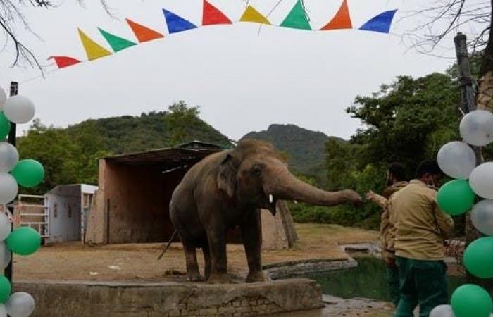 نجمة غناء شهيرة تزور باكستان لمساعدة "فيل وحيد"