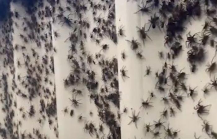 شاهد.. طوفان من العناكب يجتاح المنازل في أستراليا
