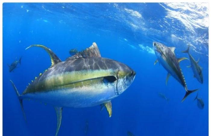 هل يمكن للبروتين المشتق من التونة أن يحسن المناعة ضد فيروس كورونا؟