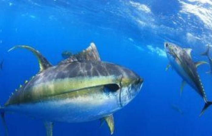 هل يمكن للبروتين المشتق من التونة أن يحسن المناعة ضد فيروس كورونا؟