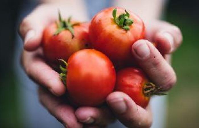 5 أطعمة غنية بمضادات الأكسدة مفيدة فى الصيف.. منها البروكلى والطماطم