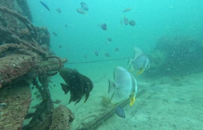 مغامرة غوص داخل متحف بيئي عائم تحت الماء