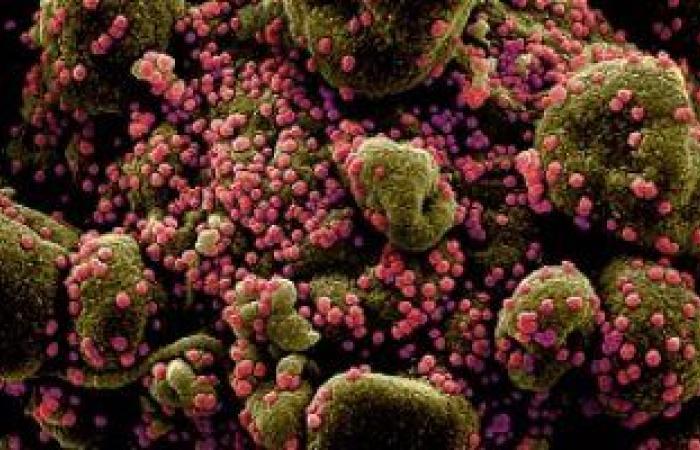 العلماء يحددون 50 تأثيرا لفيروس كورونا طويل المدى على جسم الإنسان