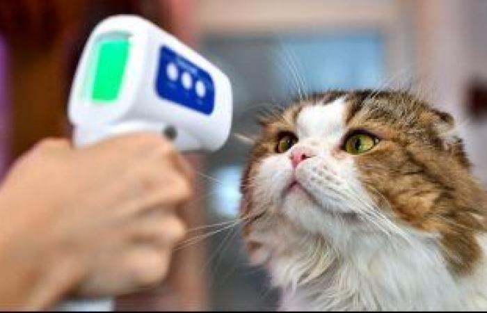 دراسة: التعامل المباشر مع القطط قد يزيد خطر الإصابة بمرض الذهان