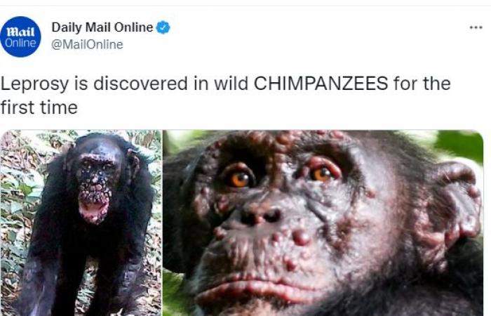 اكتشاف إصابات بمرض الجذام لأول مرة بين الشمبانزى فى غرب إفريقيا.. صور