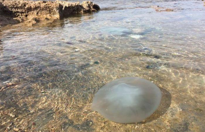 قناديل البحر تغزو الشواطئ اللبنانية… هل من داعي للهلع؟