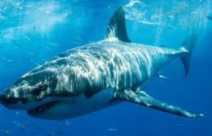 باحثون ببريطانيا: أسماك القرش تحمل مفتاح تقوية جهازنا المناعى