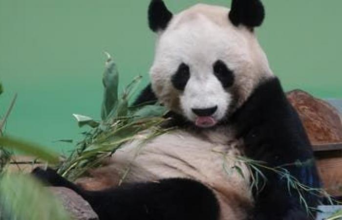 بريطانيا ترسل زوجاً من الباندا الى الصين لعلاجهم من "العُقم"