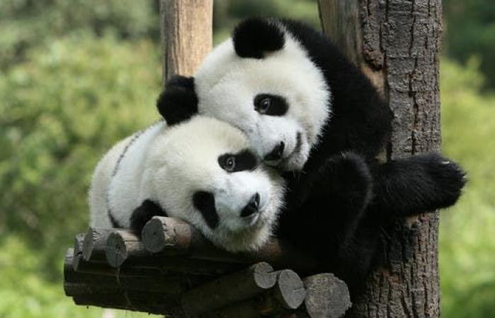 بريطانيا ترسل زوجاً من الباندا الى الصين لعلاجهم من "العُقم"