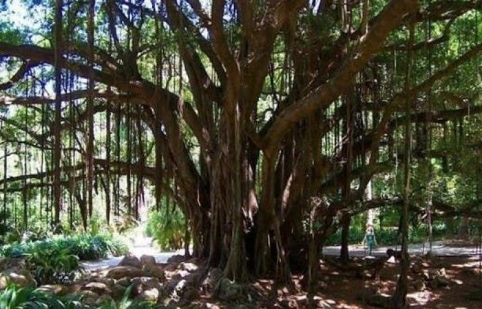 حديقة بالجزائر صُورت فيها مشاهد من فيلم "طرزان".. وبها أشجار يفوق عمرها القرن