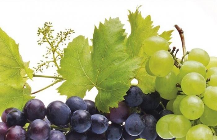 دراسة تكشف: ثمار العنب تطيل عمر الإنسان خمس سنوات