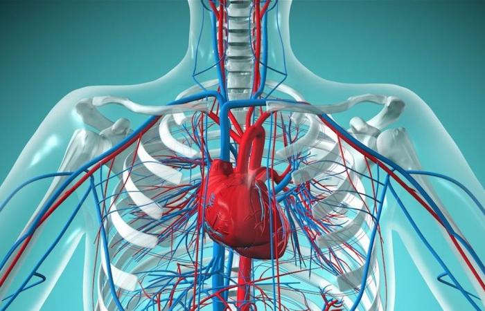 لحماية أنفسكم من النوبات القلبية.. اتخذوا هذه الإجراءات