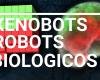 تعرف على Xenobot.. أول “روبوت حي ذاتي الالتئام”