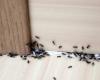 كيفية إبادة مستعمرات النمل التي تغزو منزلك بأمان