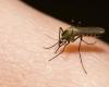 هل سيكون البعوض وسيلة لنقل فيروس كورونا في فصل الصيف؟