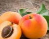 6 فوائد غير متوقعة لفاكهة المشمش.. تعرفوا إليها