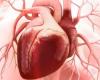 دراسة: مركبات الفلافونويد تعزز المناعة وتحمى من أمراض القلب والأوعية الدموية