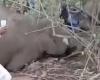 فيديو.. صاعقة برق تقتل 18 فيلاً برياً في الهند