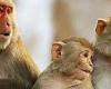 خبراء الصحة يحذرون من تفشي جدرى القرود بأمريكا لتحتل رقم 8 على مستوى العالم