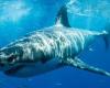 باحثون ببريطانيا: أسماك القرش تحمل مفتاح تقوية جهازنا المناعى