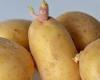 هل من الآمن تناول البطاطس المصابة بالبقع الخضراء؟