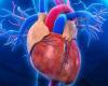 4 علامات تظهر على جسمك توضح أن قلبك بصحة جيدة.. اعرفهم