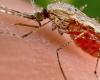بعد طول انتظار.. دراسة تكشف عن لقاح فعّال للملاريا