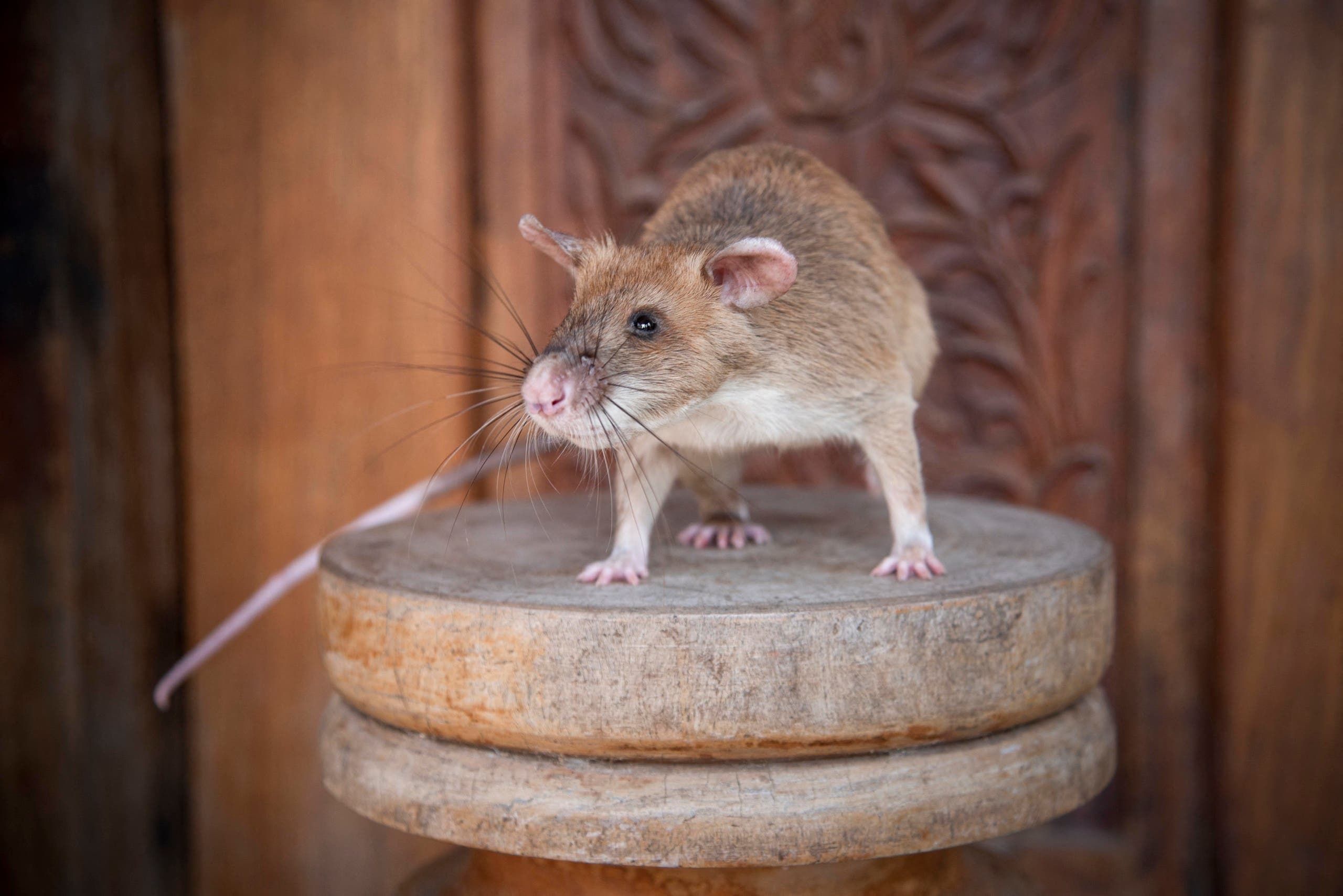 الفأر ماغاوا
