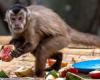علماء فرنسيون: جدرى القرود يمكن القضاء عليه عند حرارة 60 درجة مئوية